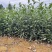 茶叶树苗木工程园林绿化基地直供