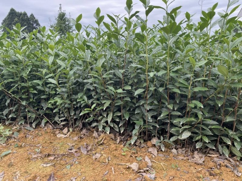 茶叶树苗木工程园林绿化基地直供