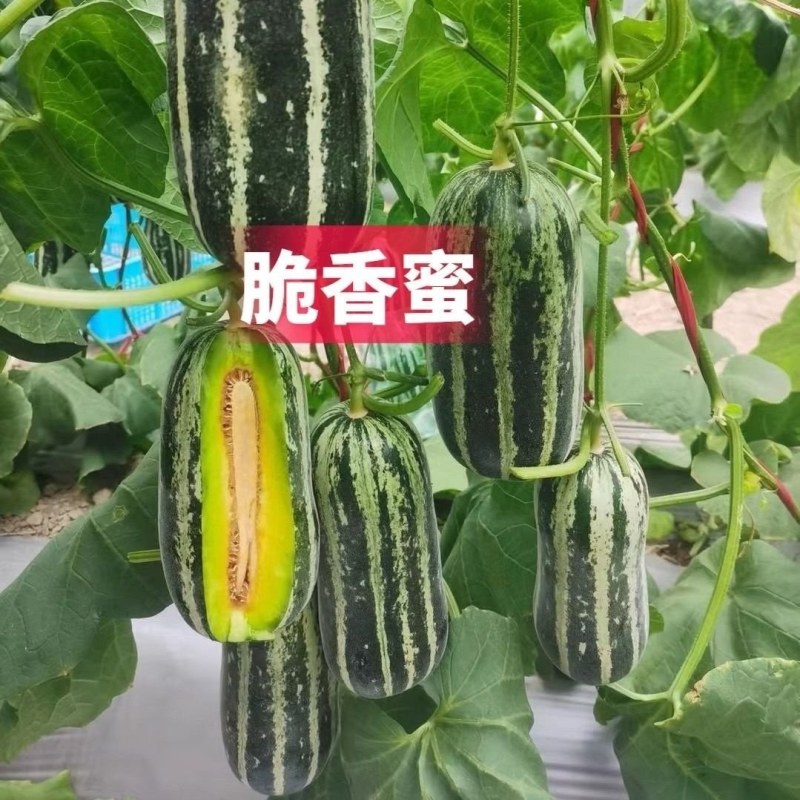 脆香蜜冰糖子甜掉牙博洋9号甜瓜种子早熟高产薄皮酥脆糖度高