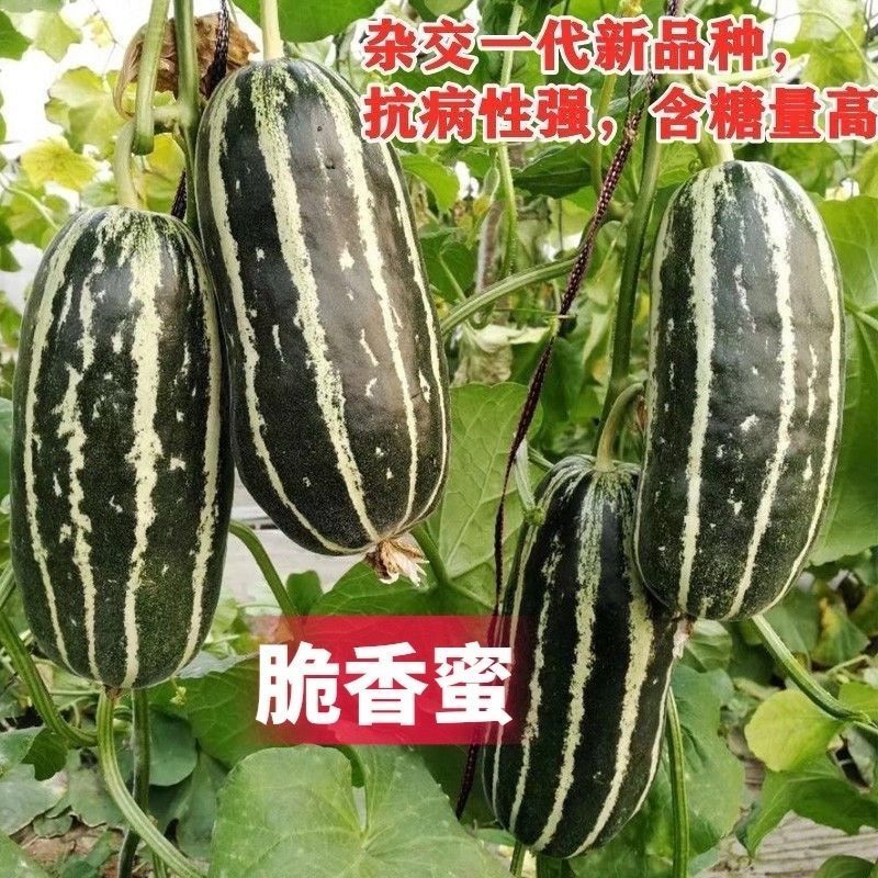 脆香蜜冰糖子甜掉牙博洋9号甜瓜种子早熟高产薄皮酥脆糖度高