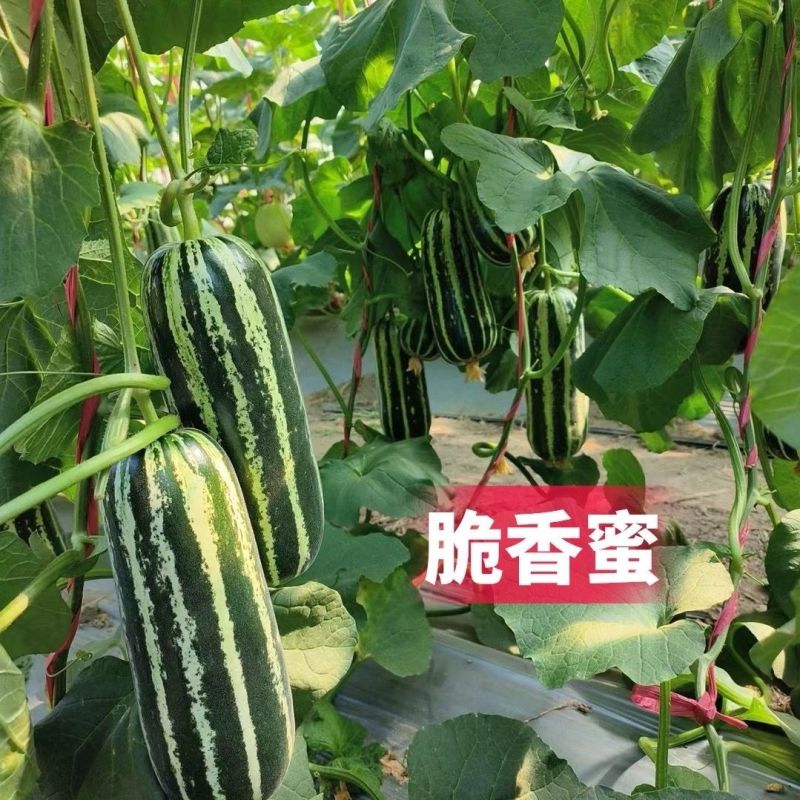 脆香蜜冰糖子甜掉牙博洋9号甜瓜种子早熟高产薄皮酥脆糖度高