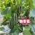 脆香蜜冰糖子甜掉牙博洋9号甜瓜种子早熟高产薄皮酥脆糖度高