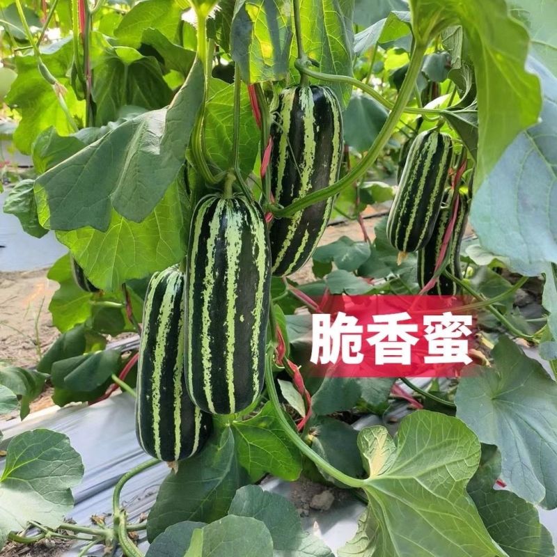脆香蜜冰糖子甜掉牙博洋9号甜瓜种子早熟高产薄皮酥脆糖度高