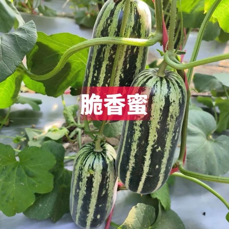 脆香蜜冰糖子甜掉牙博洋9号甜瓜种子早熟高产薄皮酥脆糖度高