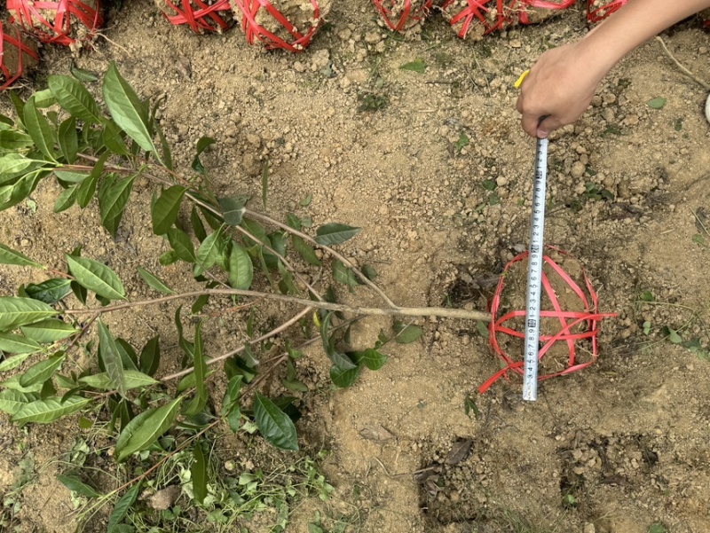 茶叶树苗木工程园林绿化基地直供