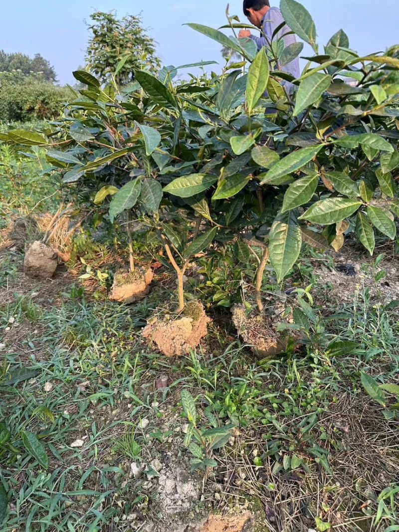 茶叶树苗木工程园林绿化基地直供