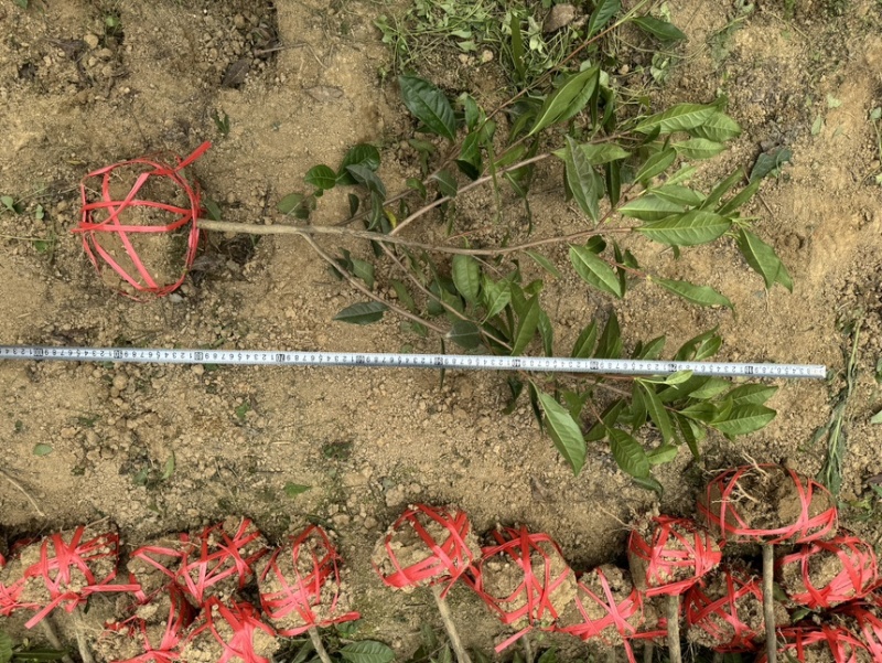 茶叶树苗木工程园林绿化基地直供