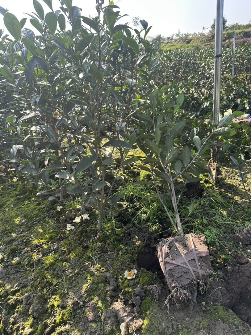 茶叶树苗木工程园林绿化基地直供