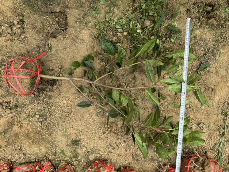 茶叶树苗木工程园林绿化基地直供