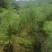 【华山松】华山松杯苗一米到一米五起步苗圃直发欢迎咨询