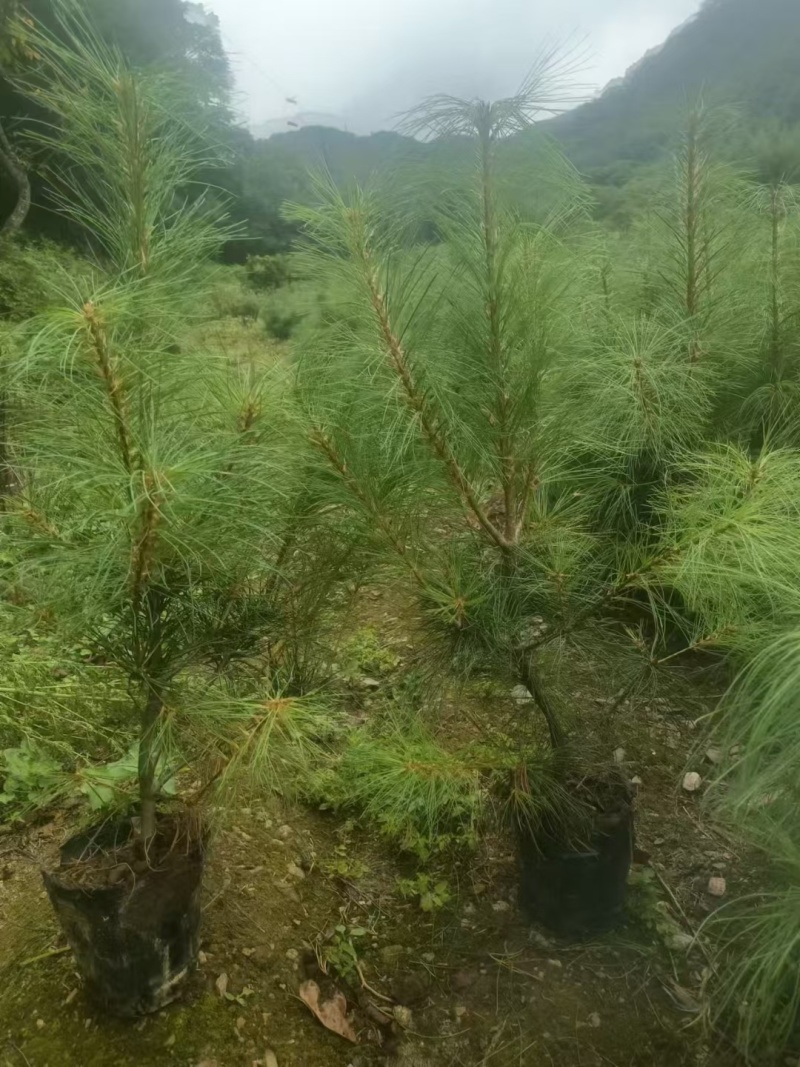 【华山松】华山松杯苗一米到一米五起步苗圃直发欢迎咨询