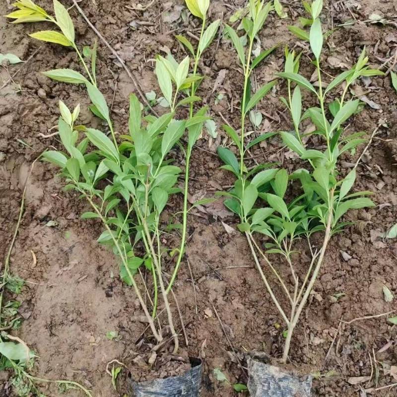 连翘杯苗连翘绿化苗陕西连翘种植基地规格齐全