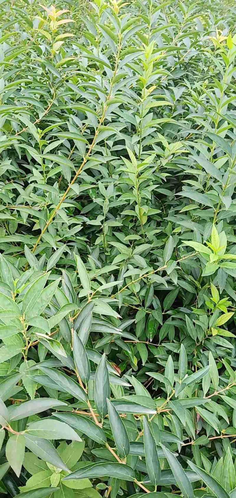 连翘杯苗连翘绿化苗陕西连翘种植基地规格齐全