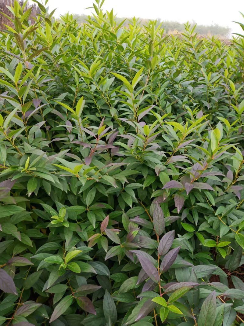 连翘杯苗连翘绿化苗陕西连翘种植基地规格齐全