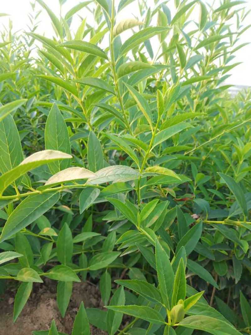 连翘杯苗连翘绿化苗陕西连翘种植基地规格齐全