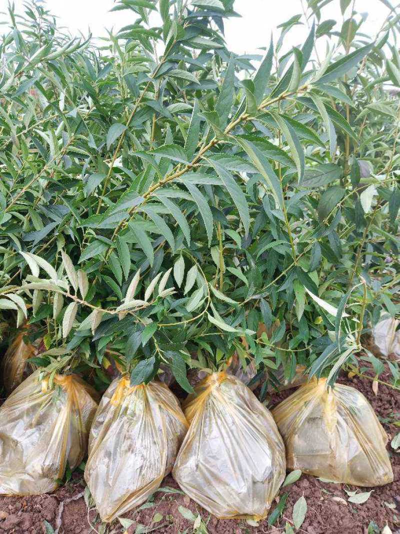 连翘杯苗连翘绿化苗陕西连翘种植基地规格齐全