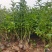 连翘杯苗连翘绿化苗陕西连翘种植基地规格齐全