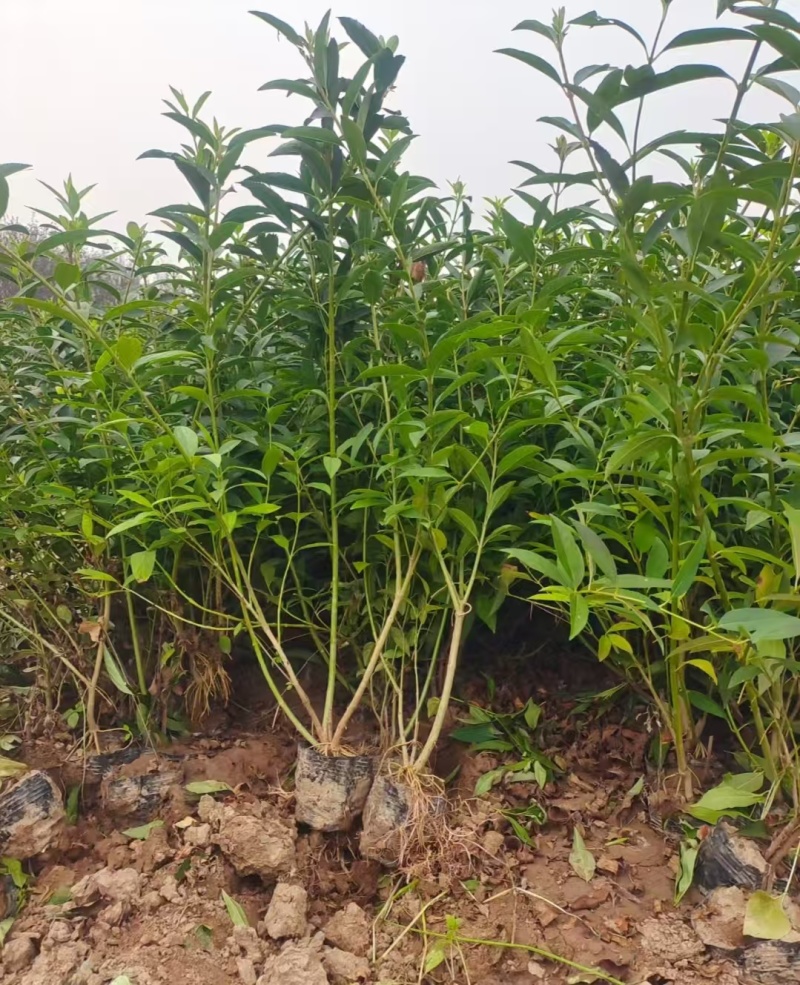 连翘杯苗连翘绿化苗陕西连翘种植基地规格齐全