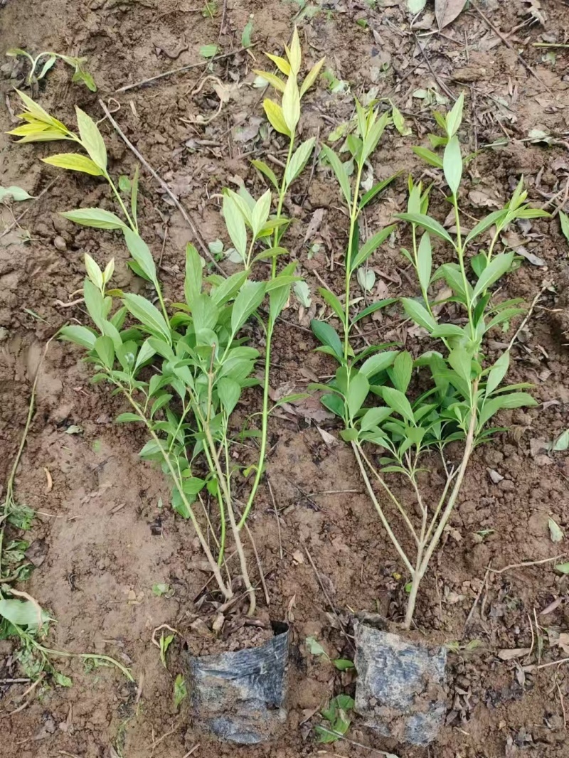 连翘杯苗连翘绿化苗陕西连翘种植基地规格齐全