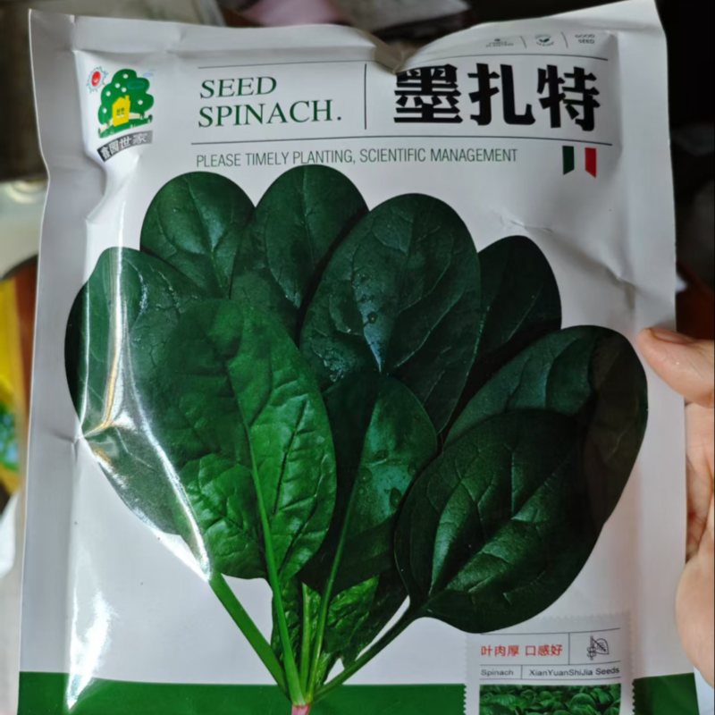 菠菜种