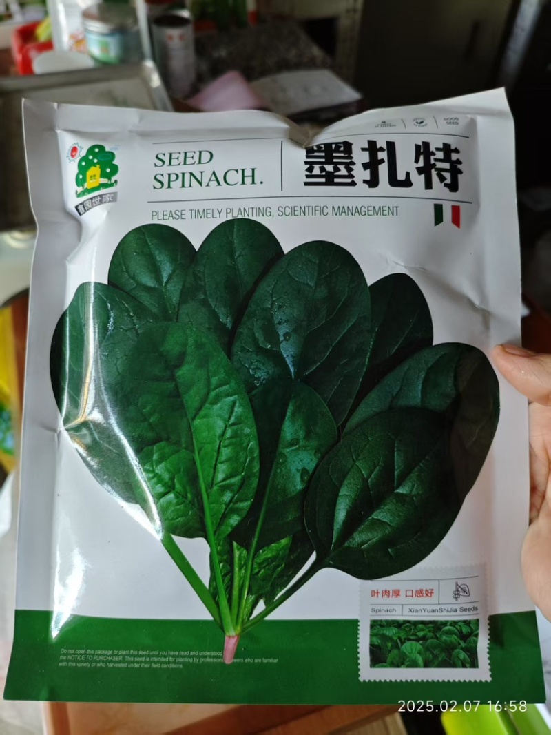 菠菜种