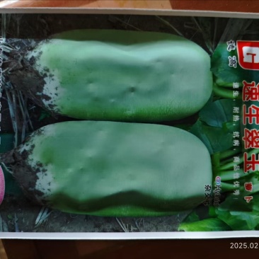 速生翠玉萝卜种