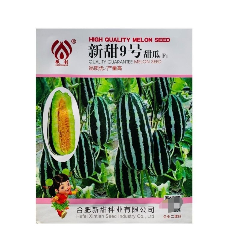 新甜9号甜瓜种子薄皮改良新品种抗病性强产量高中大果粗棒型