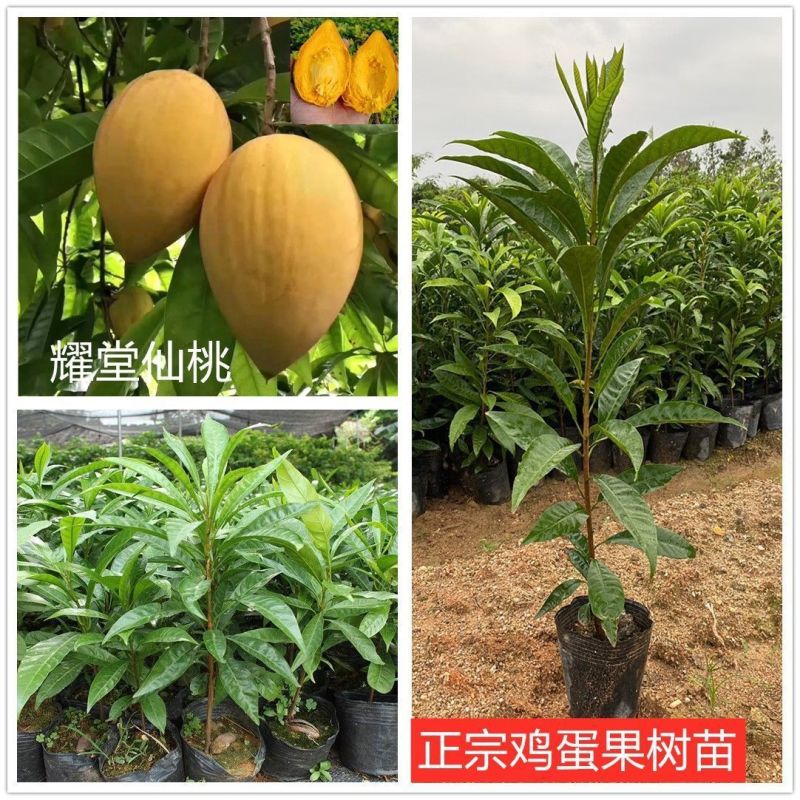 蛋黄果苗.耀堂仙桃