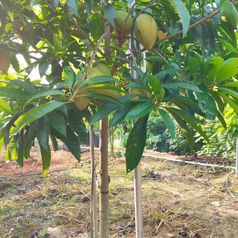 蛋黄果苗.耀堂仙桃