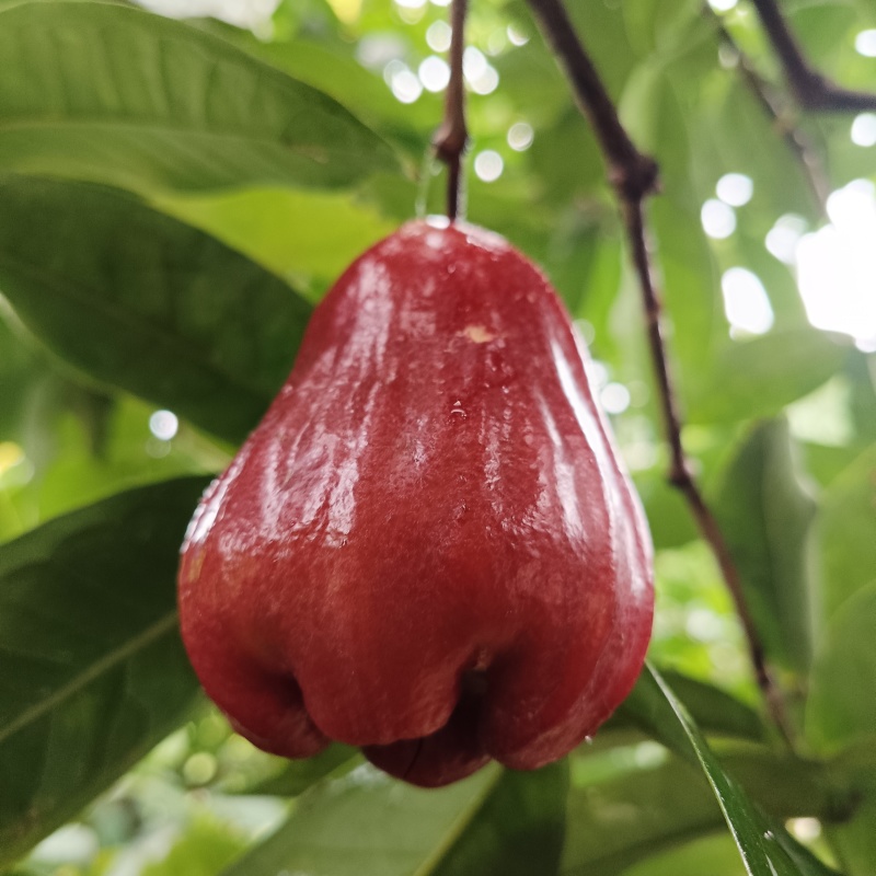 黑莲雾圈枝苗.母树高压圈枝苗.易种.易成活.早结果早丰产