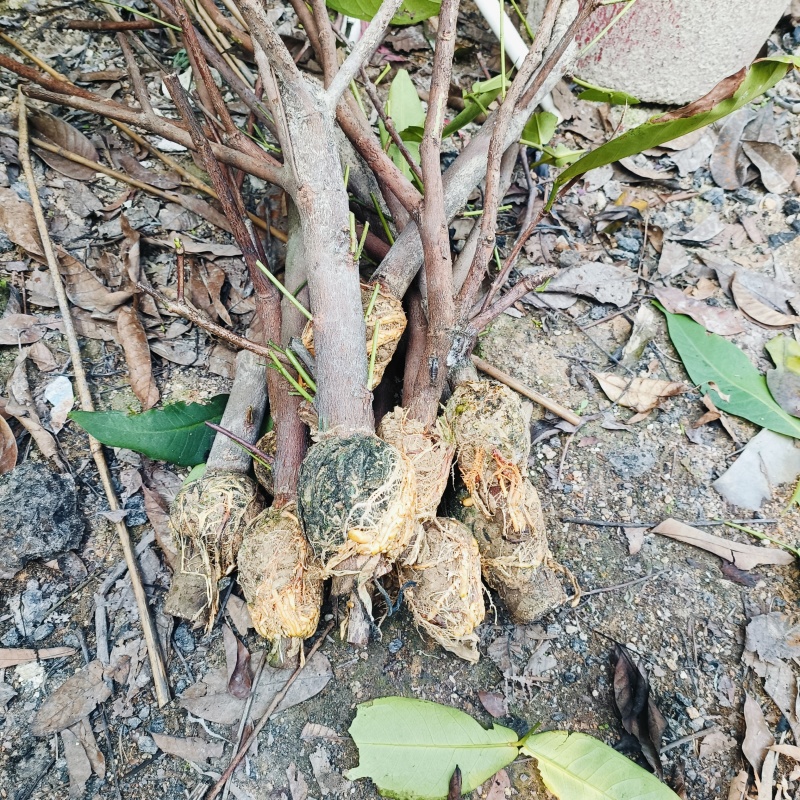 黑莲雾圈枝苗.母树高压圈枝苗.易种.易成活.早结果早丰产