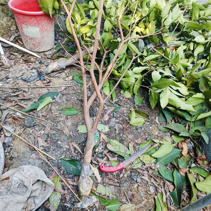 黑莲雾圈枝苗.母树高压圈枝苗.易种.易成活.早结果早丰产