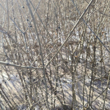水蜡苗大量供应，杯苗大量供应