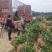 茶叶树苗木工程园林绿化基地直供
