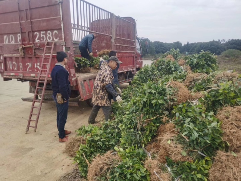 茶叶树苗木工程园林绿化基地直供