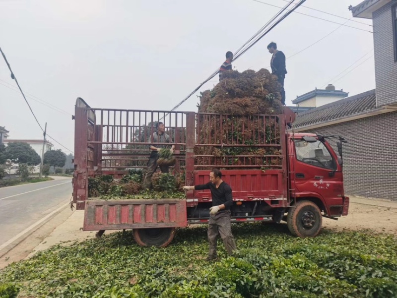 茶叶树苗木工程园林绿化基地直供