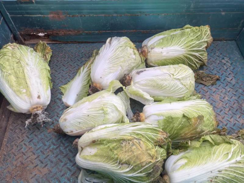 新鲜黄心白菜，健康，口感脆嫩，营养丰富，家庭餐桌