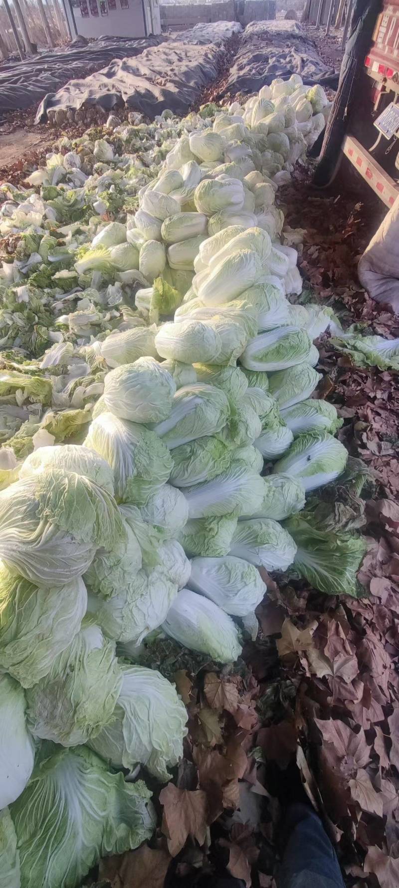 新鲜黄心白菜，健康，口感脆嫩，营养丰富，家庭餐桌