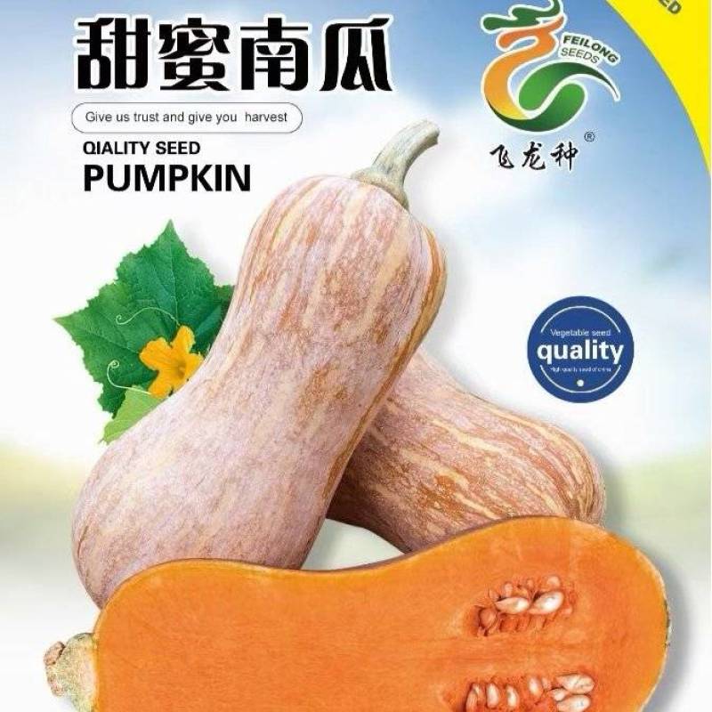 南瓜种子甜蜜南瓜高产高品质小型花生南瓜