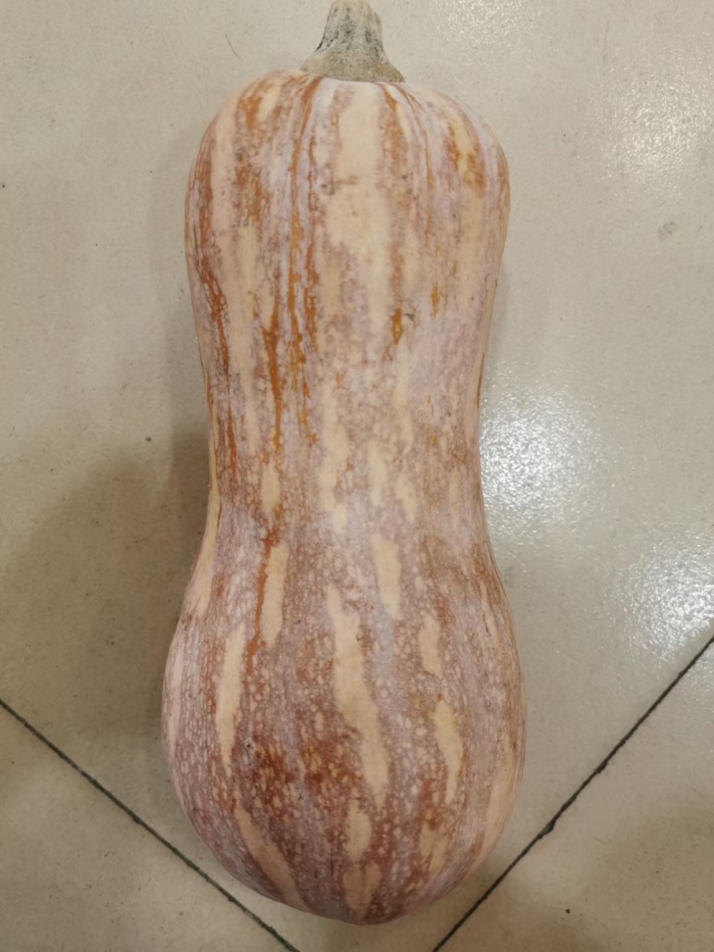 南瓜种子甜蜜南瓜高产高品质小型花生南瓜