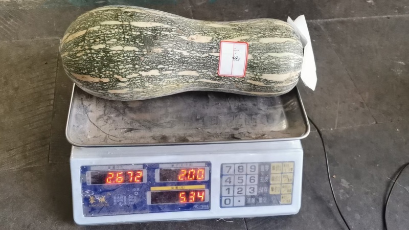 南瓜种子甜蜜南瓜高产高品质小型花生南瓜