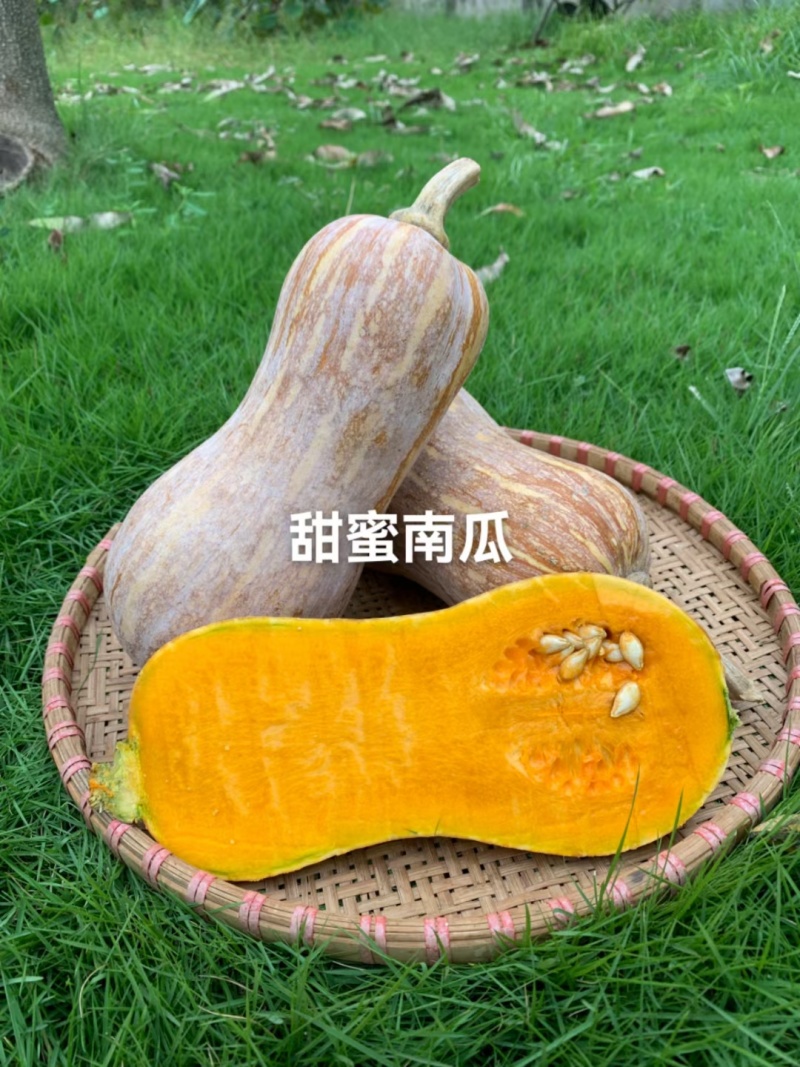 南瓜种子甜蜜南瓜高产高品质小型花生南瓜