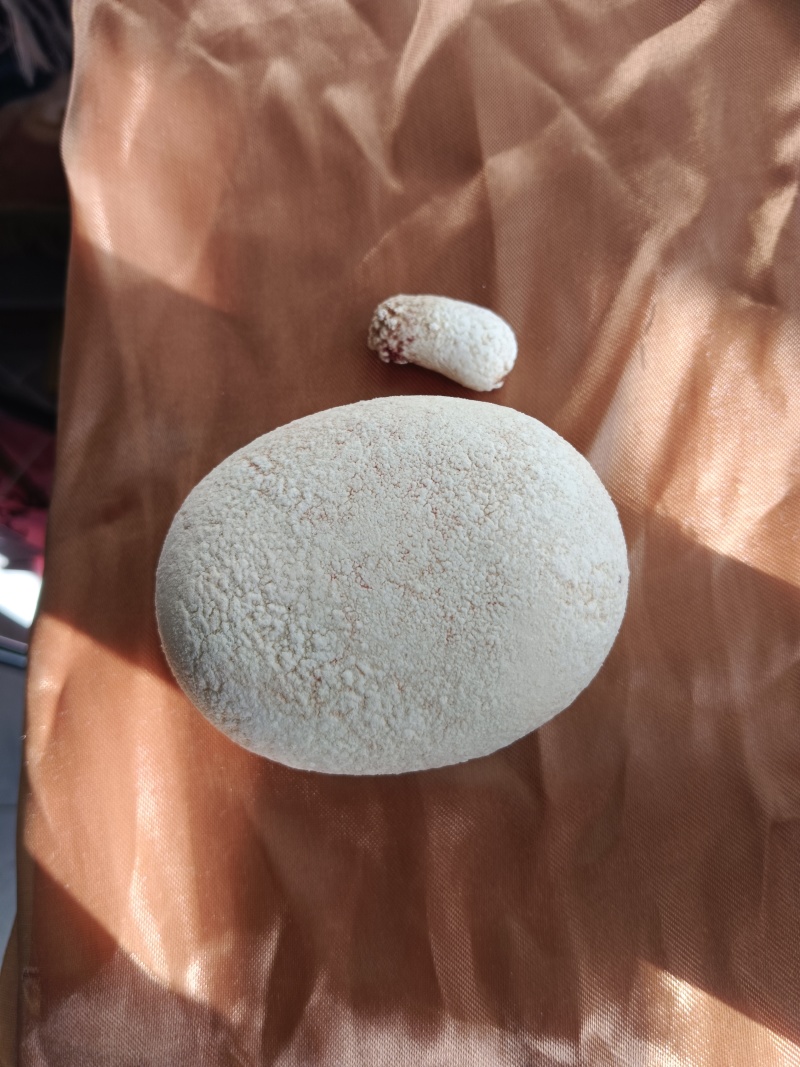 狗宝