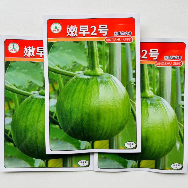 兴蔬嫩早2号早熟嫩南瓜种子小南瓜小青瓜种子大田基地蔬