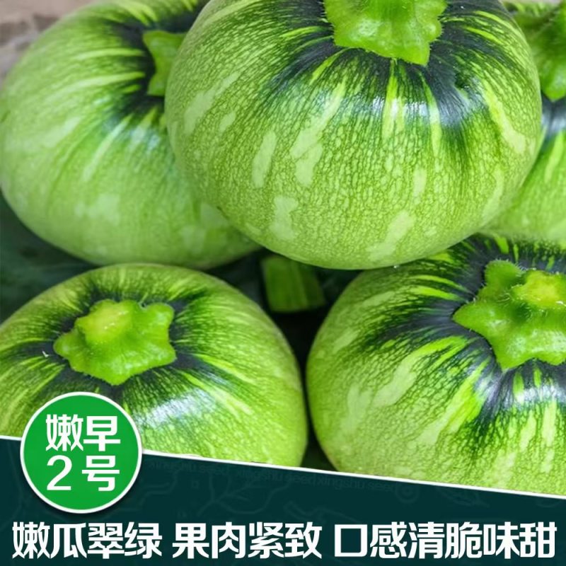 兴蔬嫩早2号早熟嫩南瓜种子小南瓜小青瓜种子大田基地蔬