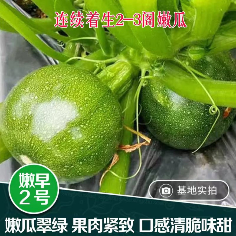 兴蔬嫩早2号早熟嫩南瓜种子小南瓜小青瓜种子大田基地蔬