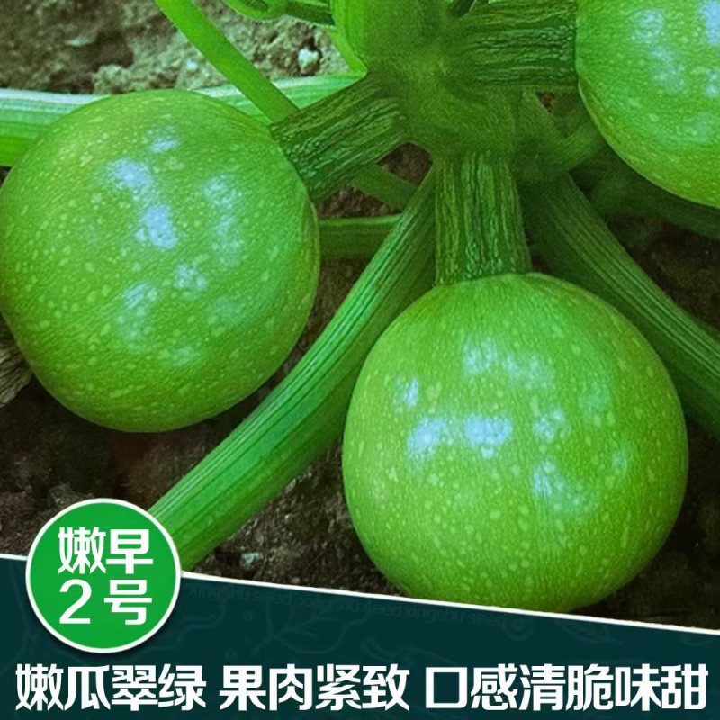 兴蔬嫩早2号早熟嫩南瓜种子小南瓜小青瓜种子大田基地蔬