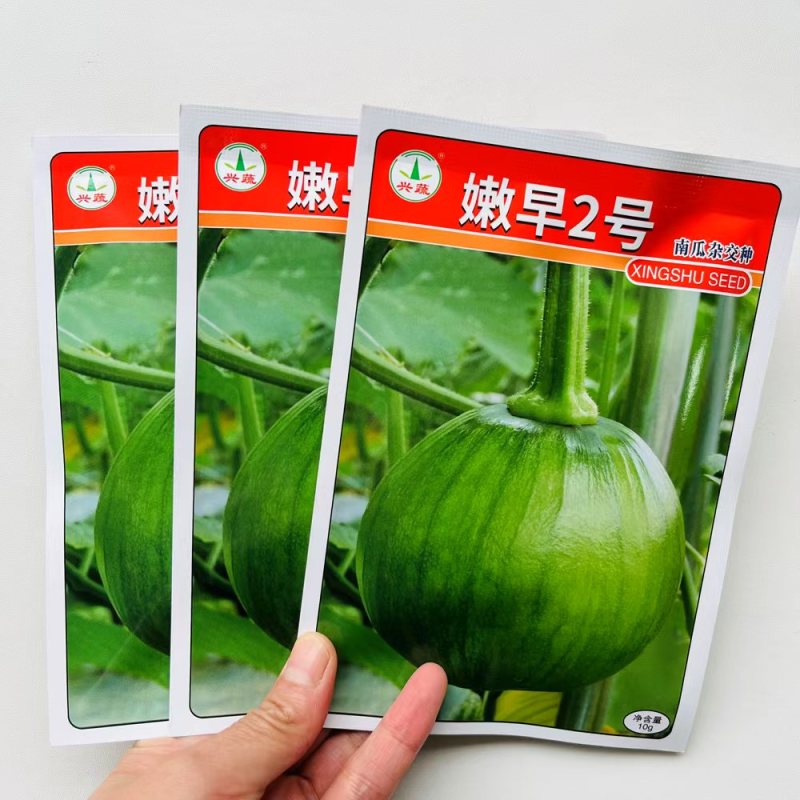 兴蔬嫩早2号早熟嫩南瓜种子小南瓜小青瓜种子大田基地蔬