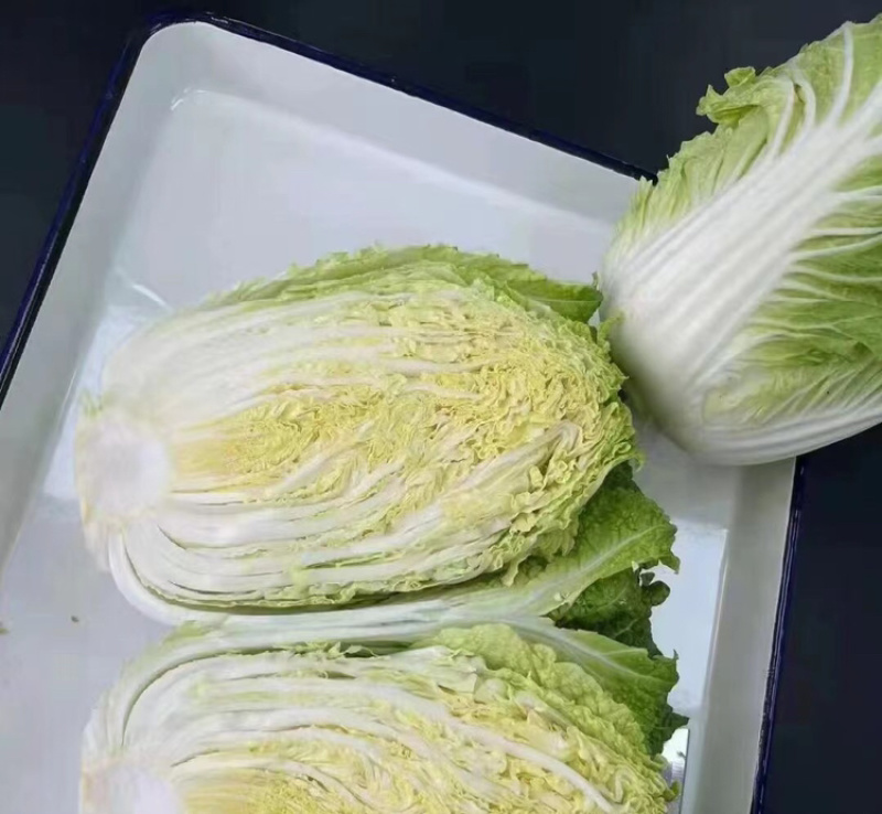 河北黄心白菜万亩产地规格齐全无虫眼，无花边无烧心