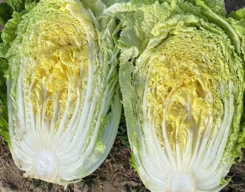 河北黄心白菜万亩产地规格齐全无虫眼，无花边无烧心